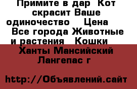 Примите в дар. Кот скрасит Ваше одиночество. › Цена ­ 0 - Все города Животные и растения » Кошки   . Ханты-Мансийский,Лангепас г.